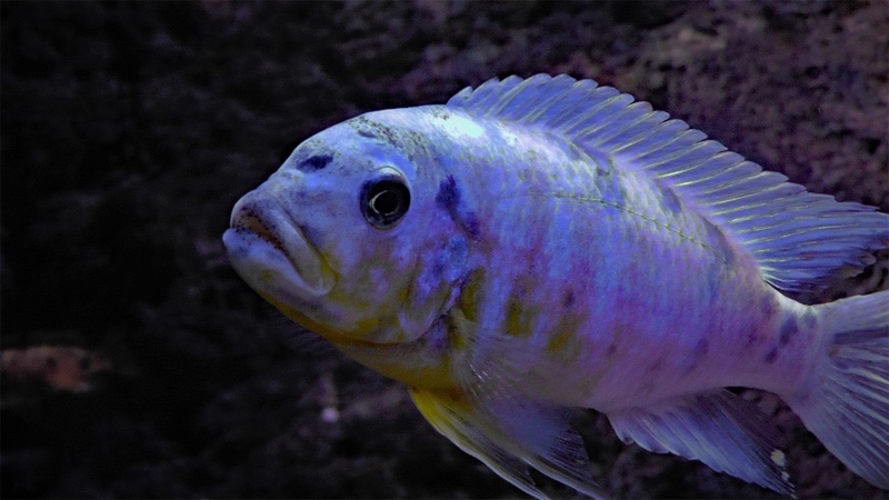 Maylandia fainzilberi 'Makonde'